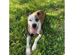 Adopt Bobby Brown a Boxer, Mixed Breed