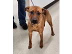 Adopt Brutus a Australian Cattle Dog / Blue Heeler, Boxer