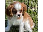 Cavalier King Charles Spaniel Puppy for sale in Miami, OK, USA