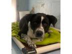 Adopt Charlie a Black Labrador Retriever, Pointer