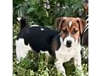 Parson Russell Terrier Puppy for sale in Chiefland, FL, USA