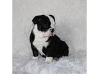 Bulldog Puppy for sale in Shipshewana, IN, USA