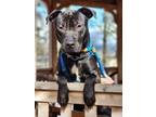 Adopt Buckley a Pit Bull Terrier