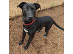 Adopt Orin a Labrador Retriever