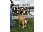 Adopt Rusty a Belgian Shepherd / Malinois, German Shepherd Dog