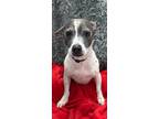 Adopt Buggs a Jack Russell Terrier