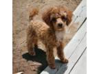 Poodle (Toy) Puppy for sale in Kannapolis, NC, USA