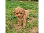 Poodle (Toy) Puppy for sale in Kannapolis, NC, USA