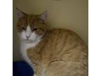 Adopt George a Domestic Short Hair