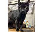 Adopt Willy a Domestic Short Hair