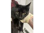 Adopt Willy a Domestic Short Hair