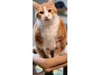 Adopt Calypso a Domestic Short Hair