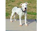 Adopt DRACO a Pit Bull Terrier, Mixed Breed