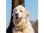 Adopt ODIN a Great Pyrenees