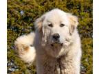Adopt THOR a Great Pyrenees