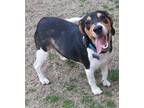 Adopt Montgomery a Beagle