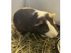 Adopt Kronos a Guinea Pig