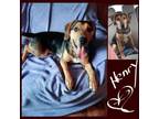 Adopt HENRY a Beagle, Hound