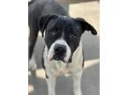 Adopt HARRY a Pit Bull Terrier, Mixed Breed