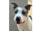 Adopt Buster a Pit Bull Terrier, Catahoula Leopard Dog