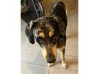 Adopt ZADOC a Catahoula Leopard Dog