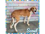 Adopt Scout a Hound
