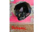 Adopt Balsamic a Manx