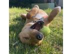 Adopt Rocco a Pit Bull Terrier, Labrador Retriever