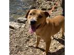 Adopt Rocco a Pit Bull Terrier, Labrador Retriever