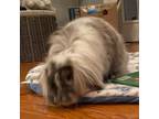 Adopt Gunter (bonded to Carrots)* a Lionhead, Lop Eared