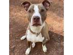 Adopt Riley a American Staffordshire Terrier