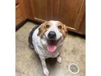 Adopt Pepo a Beagle, Collie