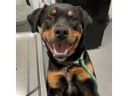 Adopt Roscoe a Rottweiler, Mixed Breed