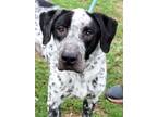 Adopt Splat a Pointer, Hound