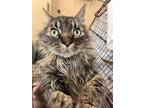 Adopt Mr. Jinx a Domestic Short Hair