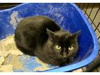 Adopt BARN CAT NINJA a Domestic Short Hair