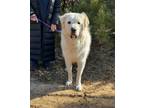 Adopt Charlie a Great Pyrenees