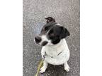 Adopt Harley a English Pointer, German Shorthaired Pointer
