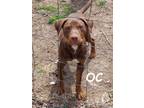 Adopt The Oh Boys!! a American Staffordshire Terrier, Vizsla