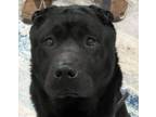 Adopt Puck, in Spokane a Shar-Pei, Black Labrador Retriever