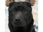 Adopt FOSTER URGENTLY NEEDED! Puck! a Shar-Pei, Black Labrador Retriever