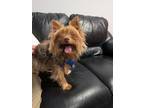 Adopt Copa a Yorkshire Terrier, Silky Terrier