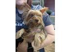 Adopt Copa a Yorkshire Terrier, Silky Terrier