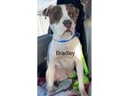 Adopt Bradley a Staffordshire Bull Terrier