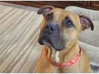 Adopt SCOOBY a Boxer, American Staffordshire Terrier