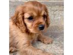 Cavalier King Charles Spaniel Puppy for sale in Tulsa, OK, USA