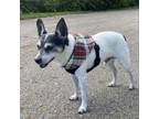 Adopt Scout a Jack Russell Terrier, Rat Terrier