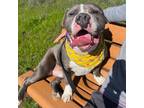 Adopt Junior a American Bully