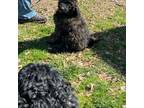 Goldendoodle Puppy for sale in Hartwell, GA, USA