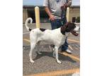 Adopt Bug a German Shorthaired Pointer, Treeing Walker Coonhound